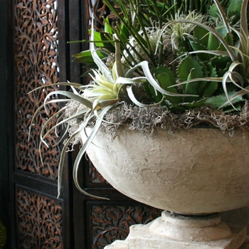 Botanicals at Chintz & Company