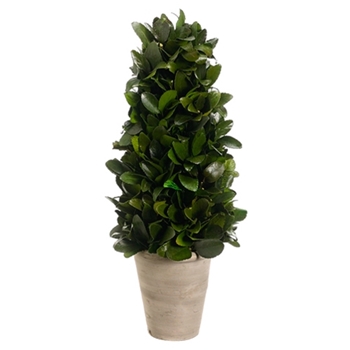 Preserved Greens