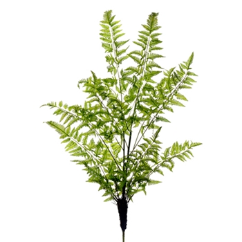 Ferns