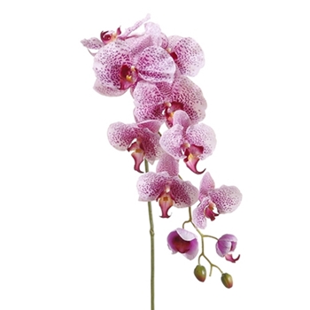 Orchids