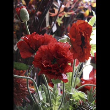 Double Poppy