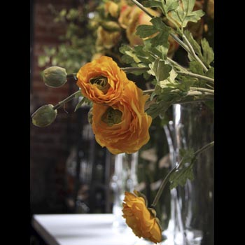 Ranunculus