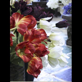Dutch Tulips