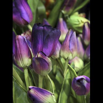 Tulips