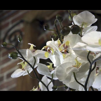 Orchids with Buds