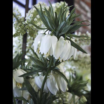 Fritillaria