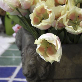 Tulips 7 Blooms