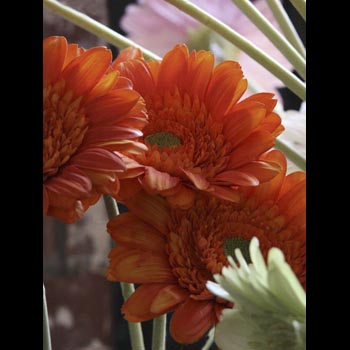 Gerbera Daisies