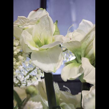 Amaryllis