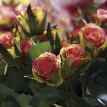 Confetti Rose Buds