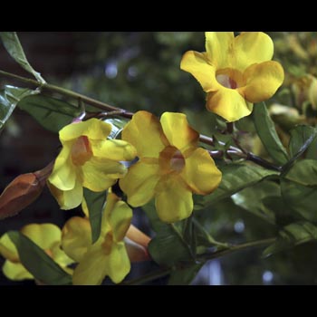 Trumpet Flower Spray