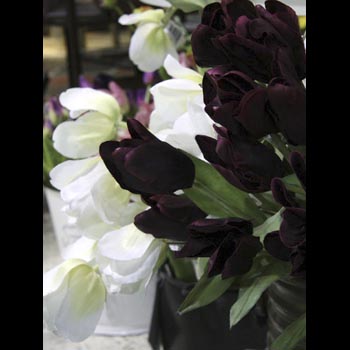 French Tulips
