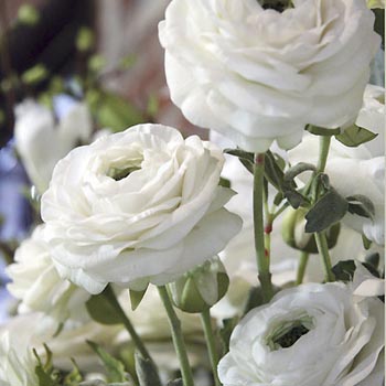Ranunculus