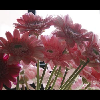 Gerbera Daisies