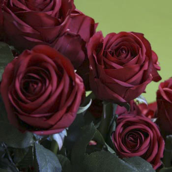 American Beauty Roses