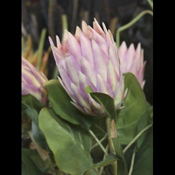 Protea with Leaves