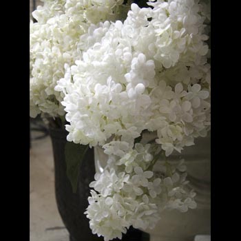 Peegee Hydrangeas
