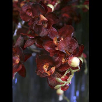 Orchids