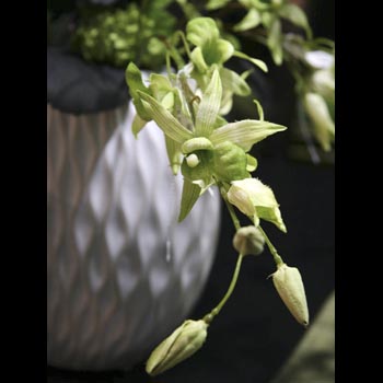 Laelia Orchids
