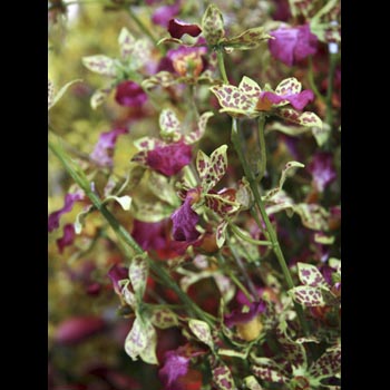 Dendrobium Orchids