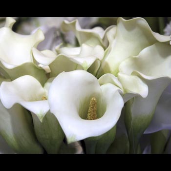 Calla Lilies