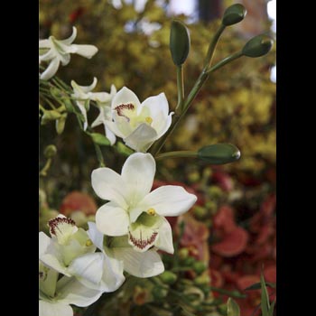 Cymbid Orchids