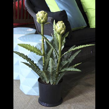 Artichoke Plant in Pot