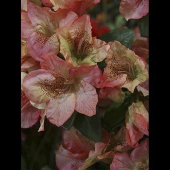 Rhododendron
