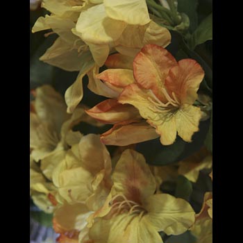 Rhododendron