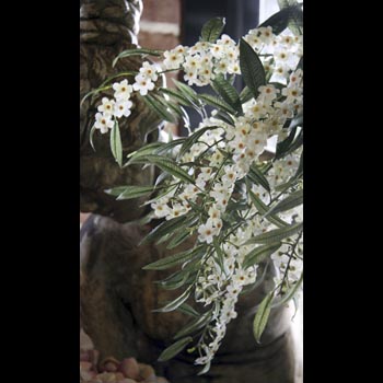 Euphorbia