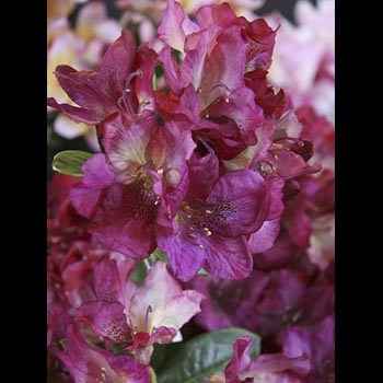 Rhododendron