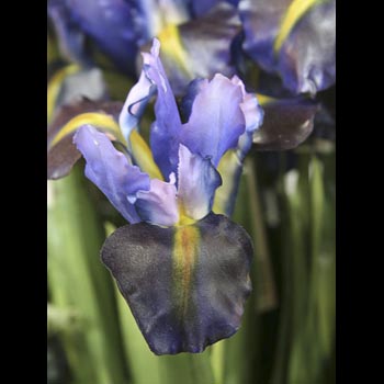 Iris
