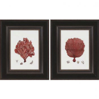 Fan Coral