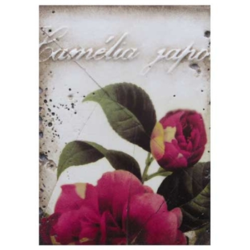 Camelia