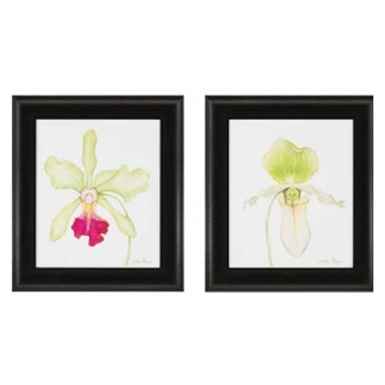 Orchid Beauty II