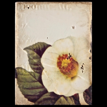 2010 Collection Fall - Wandering Rose
