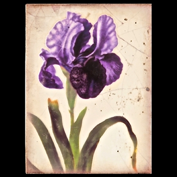 2011 Spring Collection - Iris Royale