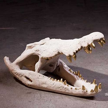 Croc Skull
