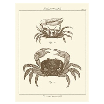 Sepia Crabs I