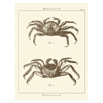 Sepia Crabs II