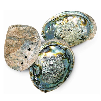 Abalone Natural Shell