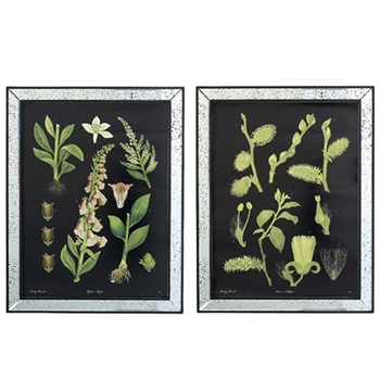 Botanical Print/Mirror Frame