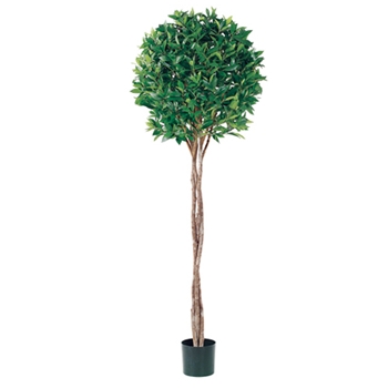 Bay Topiary Green Tree 6ft