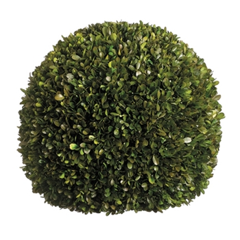 Boxwood Leaf Green Globe (Preserved) 17in