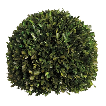 Boxwood Leaf Green Globe (Preserved) 12in
