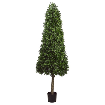 Boxwood Cone Green Topiary 6ft