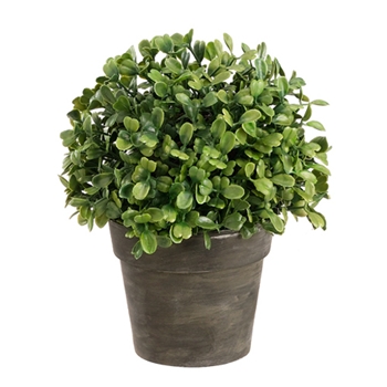 Boxwood Leaf Ball Green Topiary 7in