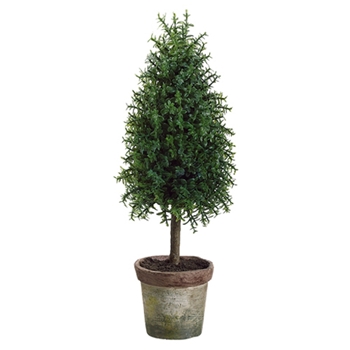 Babytear Cone Green Topiary 11in