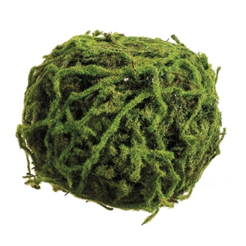 Moss Spagnum Green Globe 6in