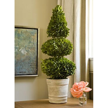 Boxwood Leaf Green Topiary/2 Ball (Preserved) 28in